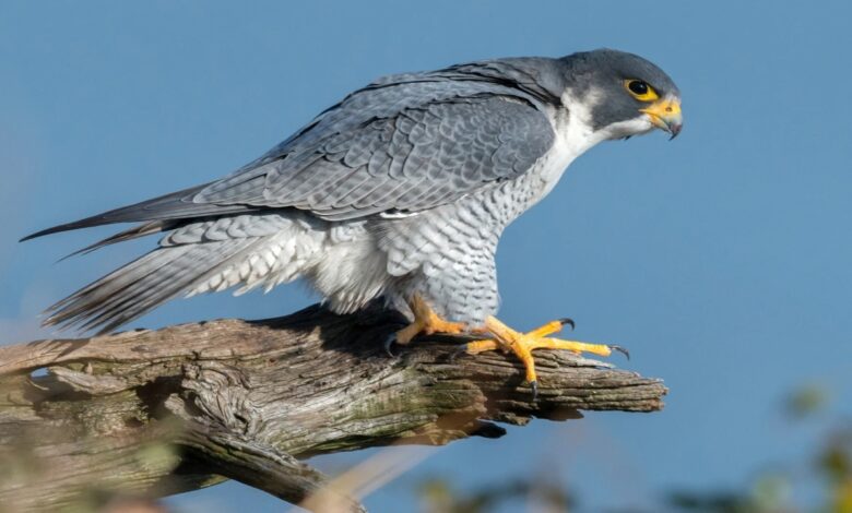 The peregrine falcon, the world's fastest flying bird, was spotted in Udanti-Sitanadi.