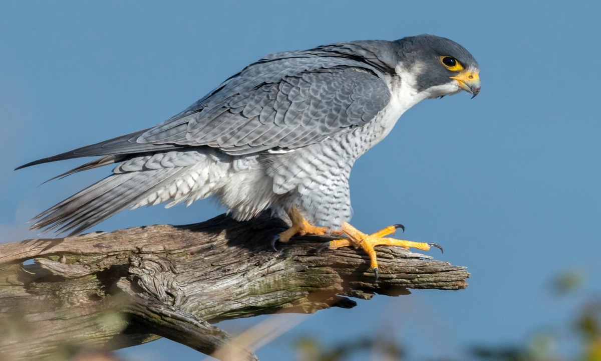 The peregrine falcon, the world's fastest flying bird, was spotted in Udanti-Sitanadi.