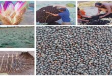 In Chhattisgarh, makhana (fox nut) production is being promoted, and the scheme is being implemented rapidly.