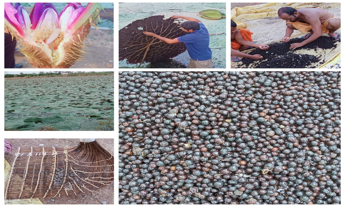 In Chhattisgarh, makhana (fox nut) production is being promoted, and the scheme is being implemented rapidly.