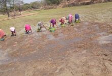 Crop diversification changed the fortunes of Dhamtari farmers.
