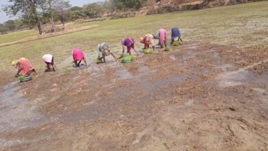 Crop diversification changed the fortunes of Dhamtari farmers.