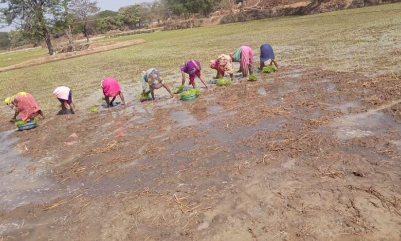 Crop diversification changed the fortunes of Dhamtari farmers.