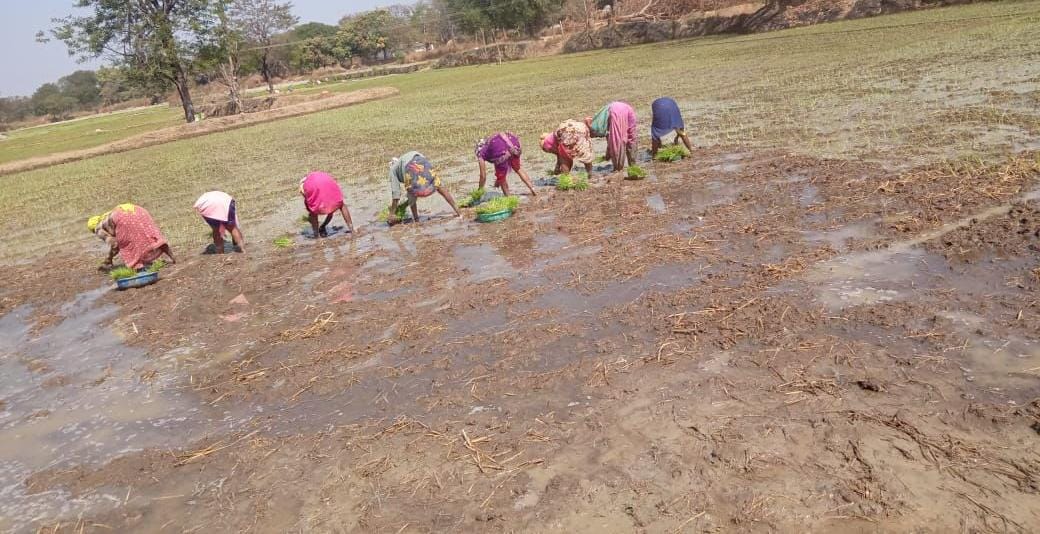 Crop diversification changed the fortunes of Dhamtari farmers.