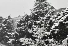 Rain and fog in 8 districts of Madhya Pradesh and 10 districts of Uttar Pradesh led to accidents involving multiple vehicles.