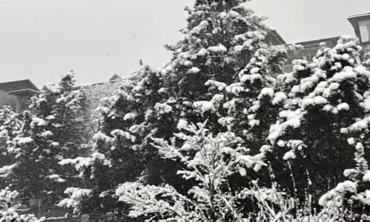 Rain and fog in 8 districts of Madhya Pradesh and 10 districts of Uttar Pradesh led to accidents involving multiple vehicles.