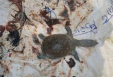 Four turtles die under suspicious circumstances at the Ratanpur Mahamaya Temple pond, bodies found floating in the pond.