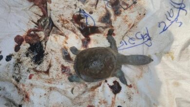 Four turtles die under suspicious circumstances at the Ratanpur Mahamaya Temple pond, bodies found floating in the pond.