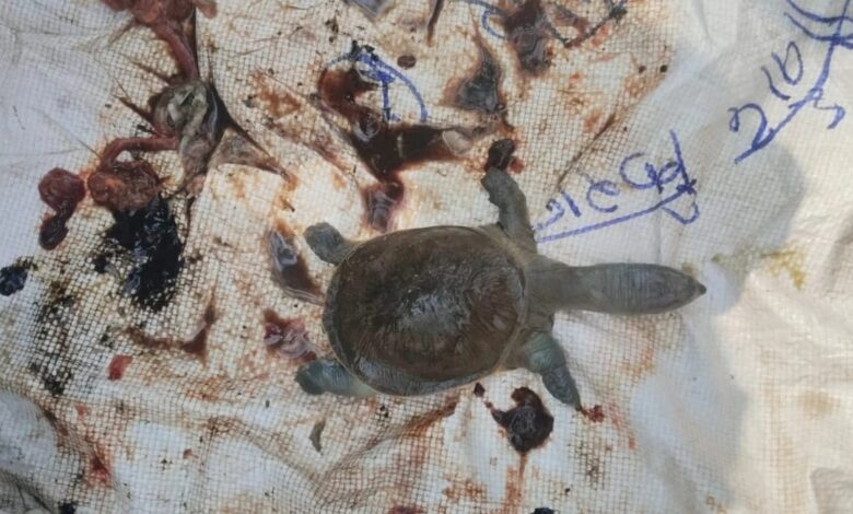 Four turtles die under suspicious circumstances at the Ratanpur Mahamaya Temple pond, bodies found floating in the pond.