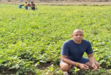 Mahasamund farmer Antaryami Pradhan's 65 acres of organic farmland: a confluence of tradition and innovation