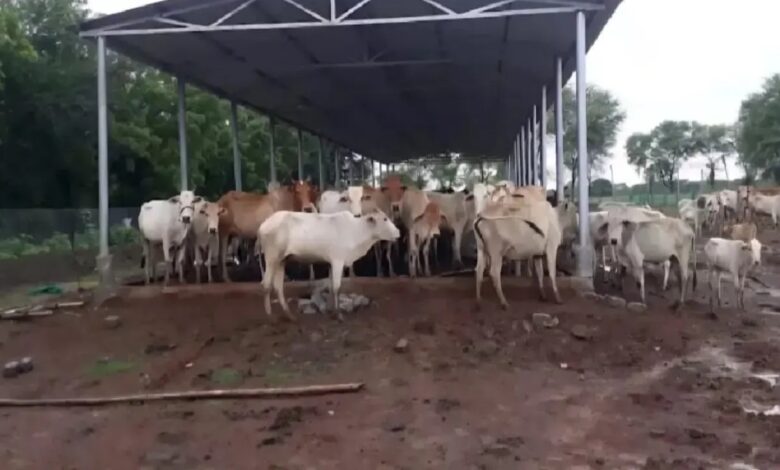 छत्तीसगढ़ में 'गौधाम योजना' का शंखनाद: मुख्यमंत्री साय 14 मार्च को बिलासपुर से करेंगे शुभारंभ; 1460 केंद्र बनाने का लक्ष्य - Khabar Chhattisii Media