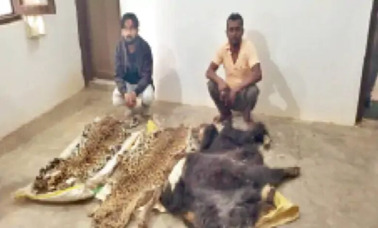 Poacher network still active in Chhattisgarh