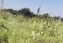 Illegal opium cultivation busted in Durg