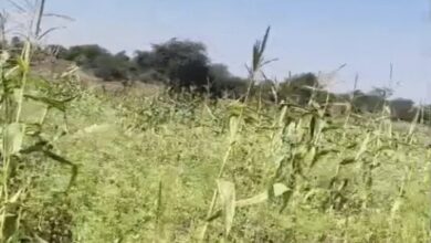 Illegal opium cultivation busted in Durg