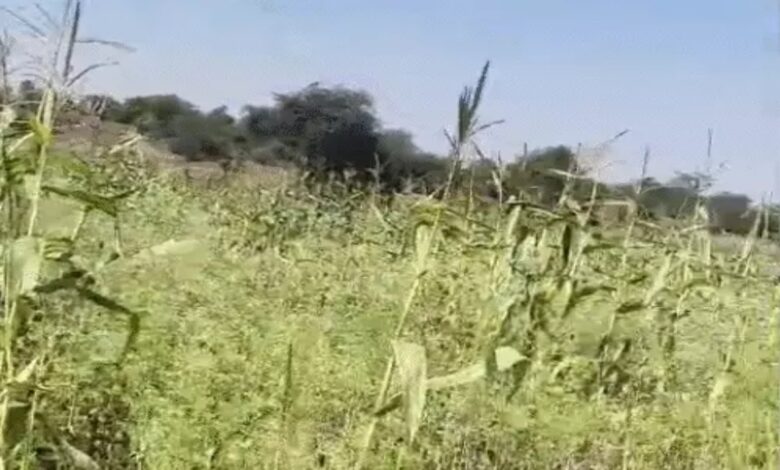 Illegal opium cultivation busted in Durg