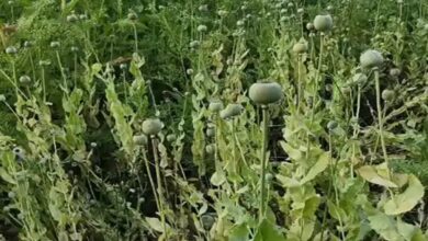 Opium cultivation on BJP leader's farm: Police raid in Durg, crops spread over one and a half to two acres; leader says no information