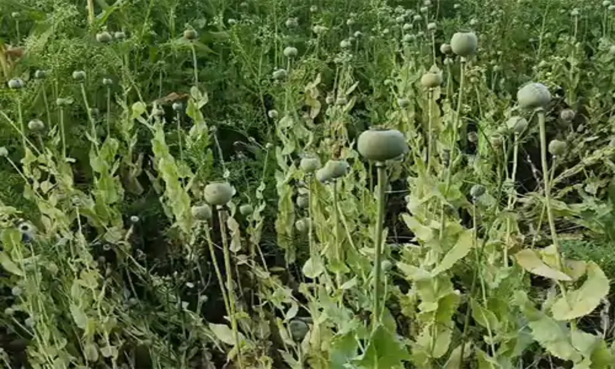 Opium cultivation on BJP leader's farm: Police raid in Durg, crops spread over one and a half to two acres; leader says no information