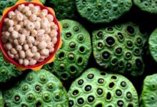 Initiative to make Dhamtari a Makhana hub Makhana cultivation in the forest region will increase income and empower women's groups.