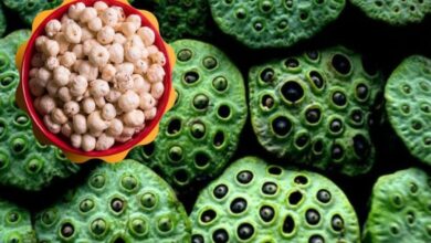 Initiative to make Dhamtari a Makhana hub Makhana cultivation in the forest region will increase income and empower women's groups.