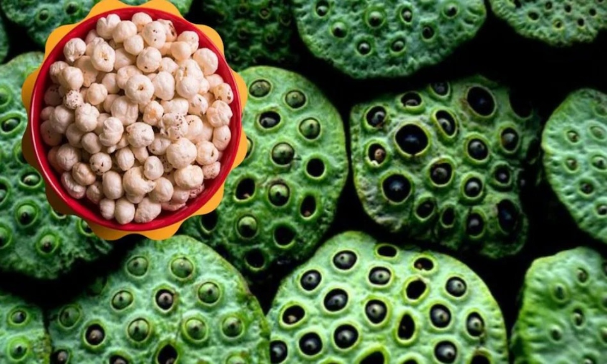 Initiative to make Dhamtari a Makhana hub Makhana cultivation in the forest region will increase income and empower women's groups.