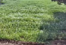 Congress to seek answers from government on fir cultivation issue, preparing to move adjournment motion in Assembly