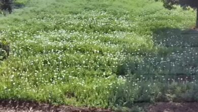 Congress to seek answers from government on fir cultivation issue, preparing to move adjournment motion in Assembly