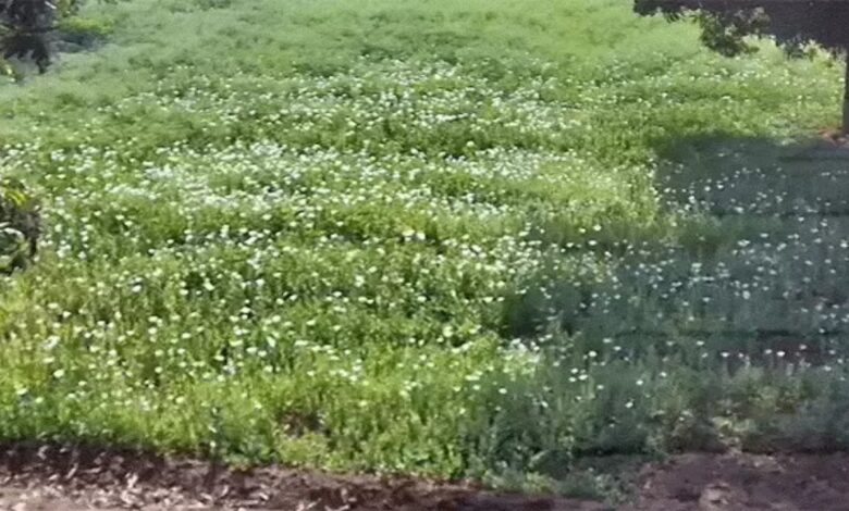 Congress to seek answers from government on fir cultivation issue, preparing to move adjournment motion in Assembly