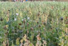 Illegal opium cultivation on more than 2 acres of land in Balrampur