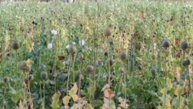 Illegal opium cultivation on more than 2 acres of land in Balrampur