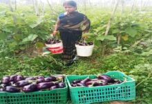 Bihaan changed Mamta's life: She became self-reliant through vegetable farming, earning over 3 lakh rupees annually.