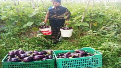 Bihaan changed Mamta's life: She became self-reliant through vegetable farming, earning over 3 lakh rupees annually.