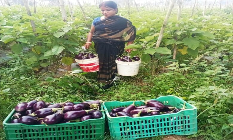 Bihaan changed Mamta's life: She became self-reliant through vegetable farming, earning over 3 lakh rupees annually.