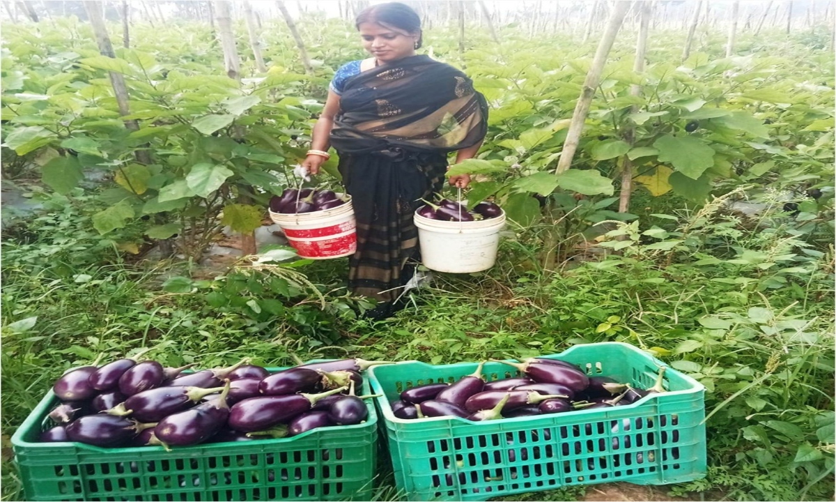 Bihaan changed Mamta's life: She became self-reliant through vegetable farming, earning over 3 lakh rupees annually.
