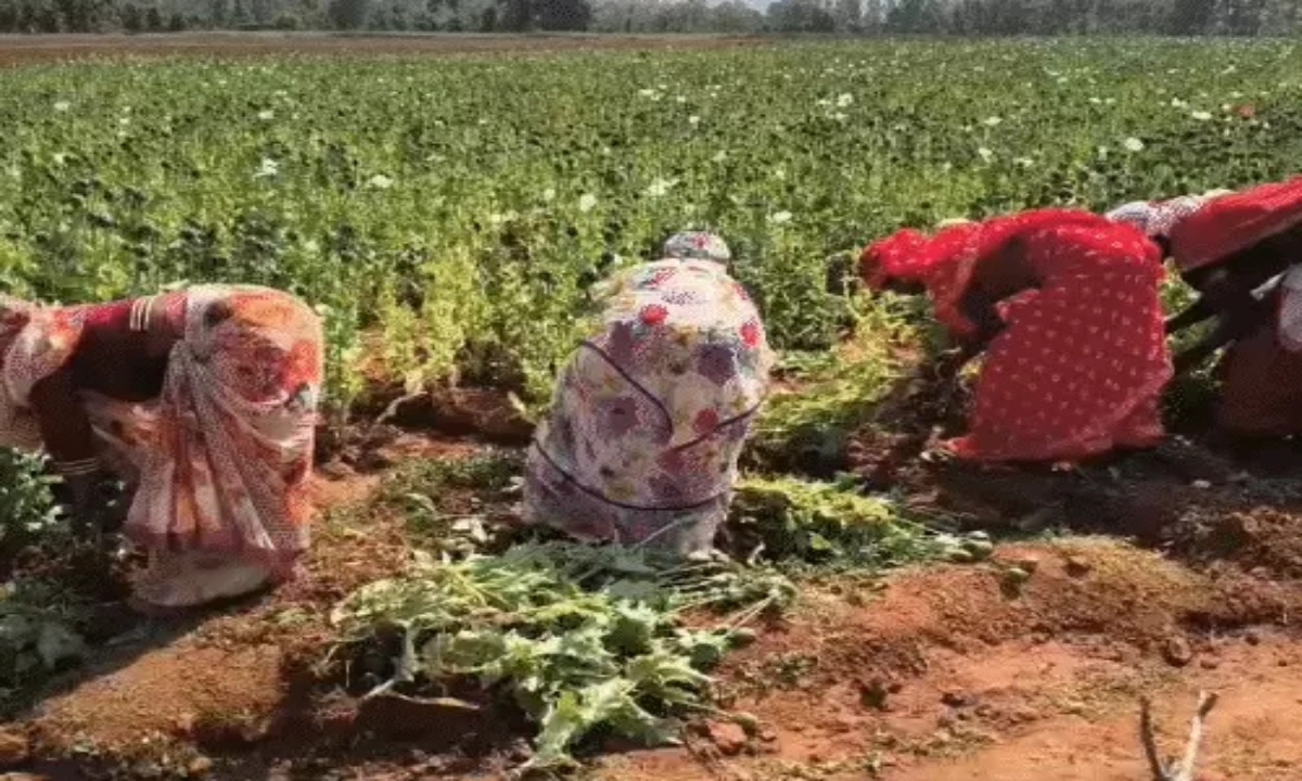 Opium crop uprooted in Balrampur, cultivation was being done under the supervision of a BJP leader.