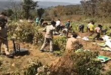 Opium Cultivation Under the Guise of Spice Farming; Opium Worth ₹1.75 Crore Seized, 2 Farmers Detained