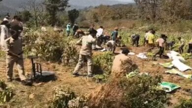 Opium Cultivation Under the Guise of Spice Farming; Opium Worth ₹1.75 Crore Seized, 2 Farmers Detained