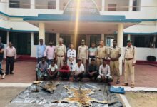 Inter-state gang busted with tiger and leopard skins; 9 arrested, including a Deputy Ranger.