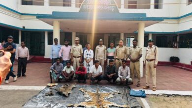 Inter-state gang busted with tiger and leopard skins; 9 arrested, including a Deputy Ranger.