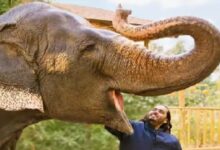 Vantara Gets Clean Chit from Supreme Court; Allegations of Legal Violations Dismissed