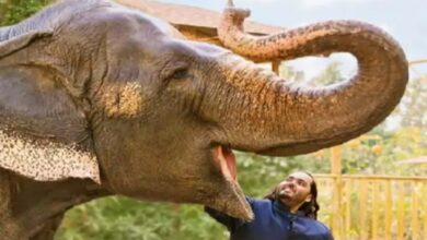 Vantara Gets Clean Chit from Supreme Court; Allegations of Legal Violations Dismissed