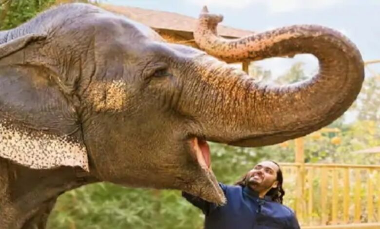 Vantara Gets Clean Chit from Supreme Court; Allegations of Legal Violations Dismissed