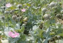 Opium Cultivation Discovered in Tamnar, Raigarh