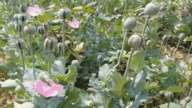 Opium Cultivation Discovered in Tamnar, Raigarh