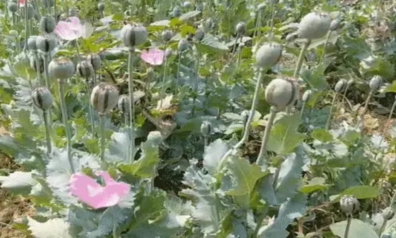 Opium Cultivation Discovered in Tamnar, Raigarh