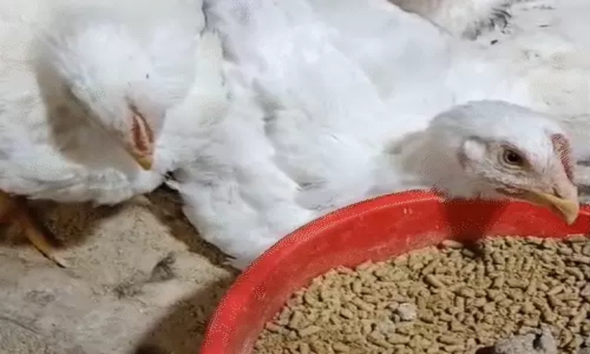 5,000 Chickens Die at Government Poultry Farm