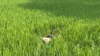 बदनामी के डर से मूकबधिर प्रेमिका की नृशंस हत्या, प्रेमी गिरफ्तार