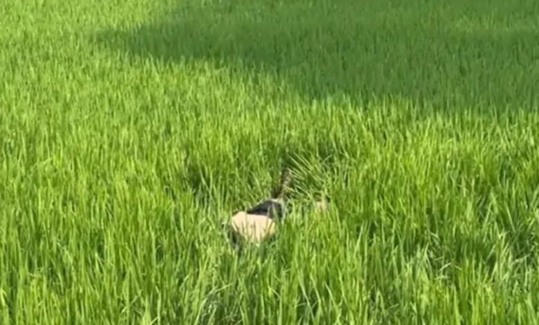 बदनामी के डर से मूकबधिर प्रेमिका की नृशंस हत्या, प्रेमी गिरफ्तार