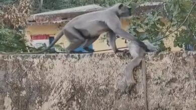 Langur Mother Wanders, Clinging to Her Dead Infant; Electrocution Suspected as Cause of Death