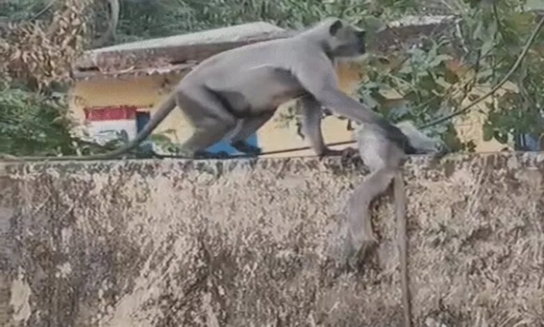 Langur Mother Wanders, Clinging to Her Dead Infant; Electrocution Suspected as Cause of Death