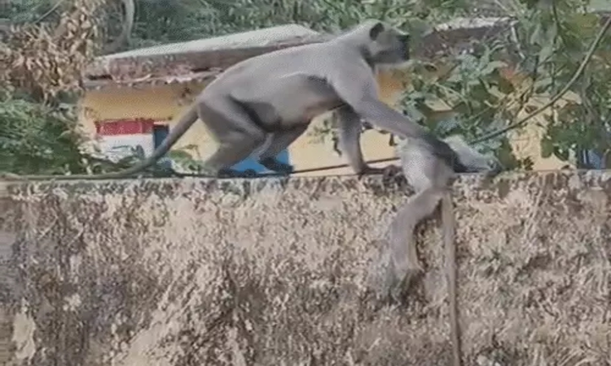 Langur Mother Wanders, Clinging to Her Dead Infant; Electrocution Suspected as Cause of Death